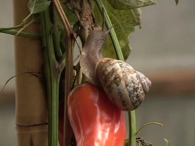 Criadero de caracoles