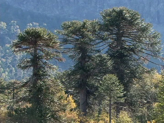 3 Araucarias