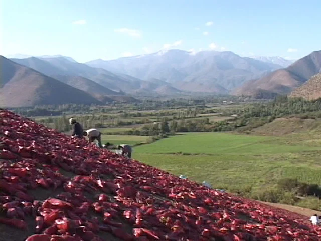 El aji en el valle del Choapa
