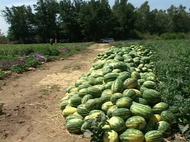 Sandias
