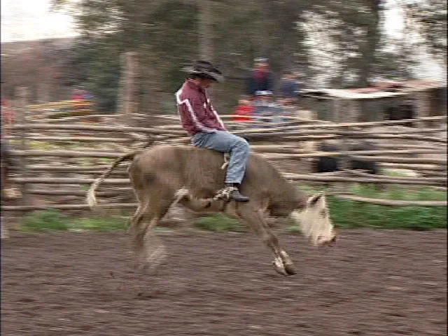 Domadura