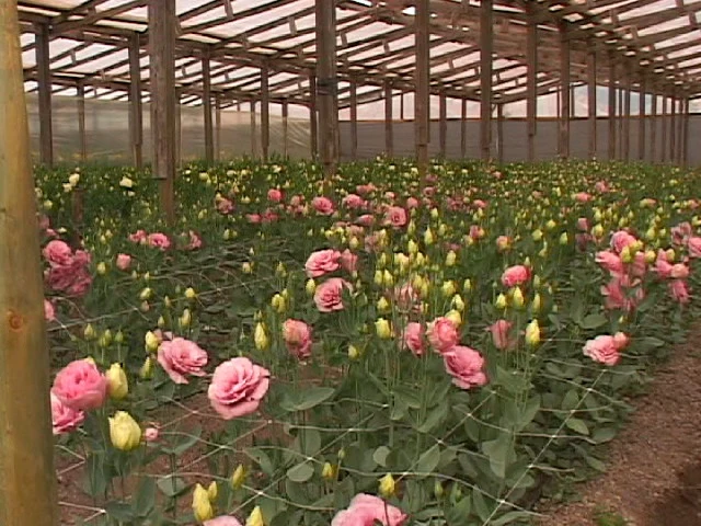 Las flores de la cruz