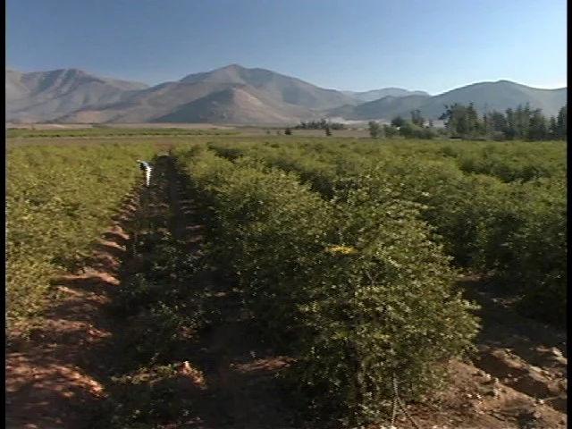 Aceite de jojoba