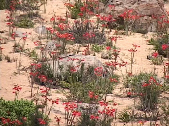 Desierto florido