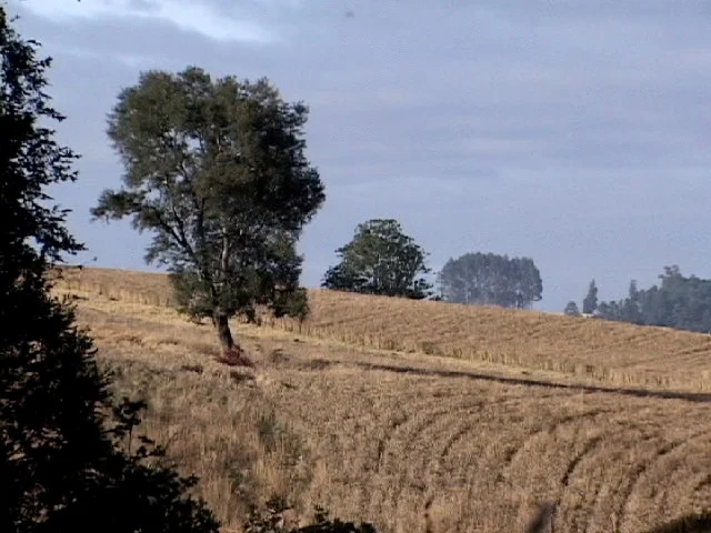 Campos cosechados