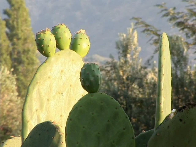 Tunas