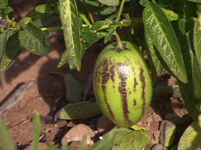 Mata de pepino