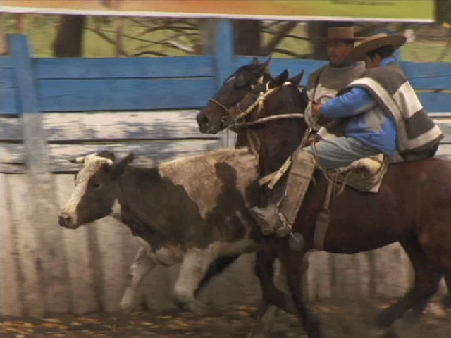 Huasos en rodeo