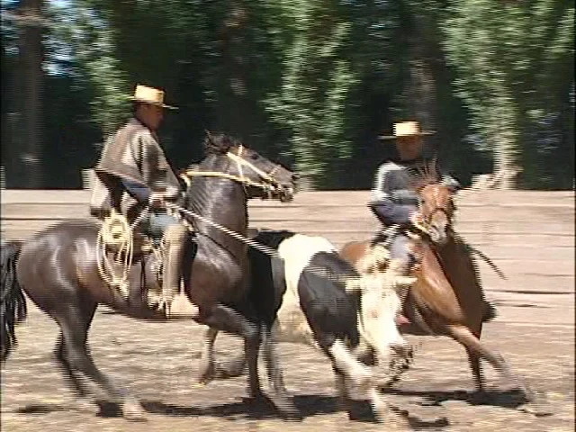 Rodeo